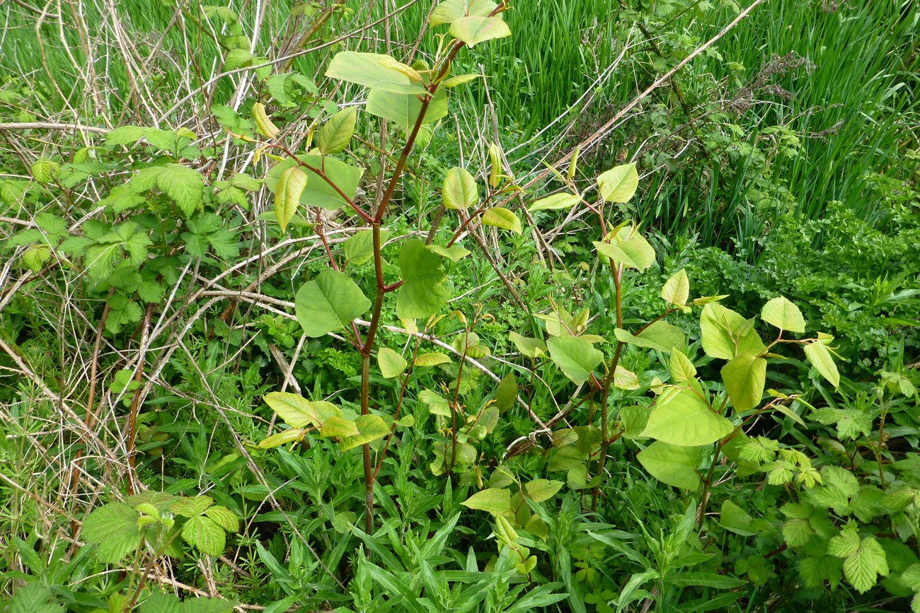 Expert Home Survey – building surveyor Japanese knotweed advice